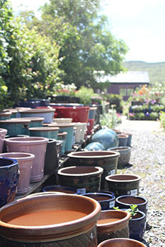 Large display of pots